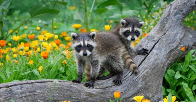 Never Kick Raccoons Out Of Your Yard For These 8 Reasons And 5 Methods To Coexist With Them