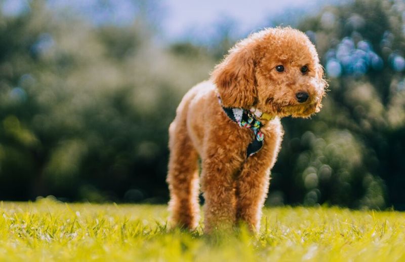 Persistently Present Poodles