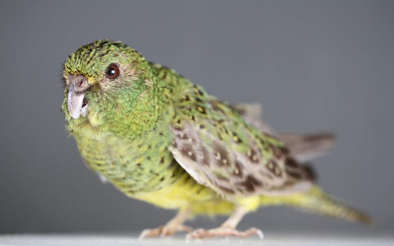 Night Parrot: Australia's Desert Ghost