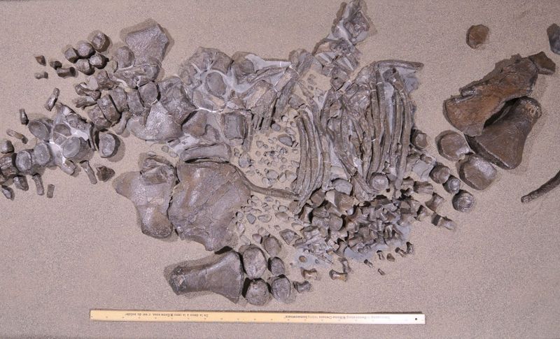 Partial Skeletons Unearthed From The Haslam Formation In The 1980s And 2000s