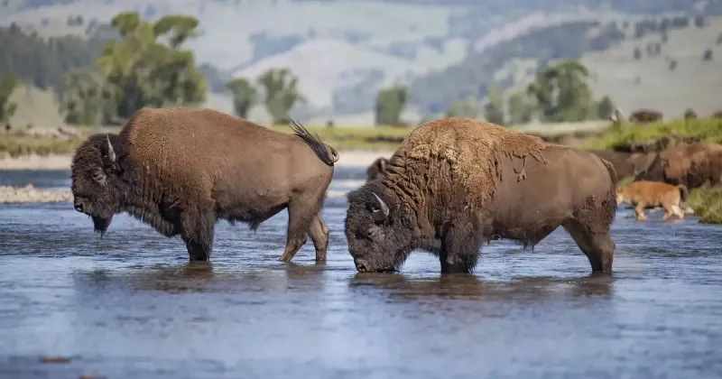 The Pacific Northwest: Bison's Westernmost Range