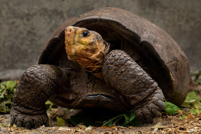 Fernandina Galápagos Tortoise