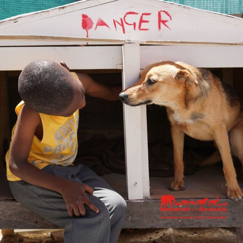 South African Township Dogs – Survivors Against All Odds
