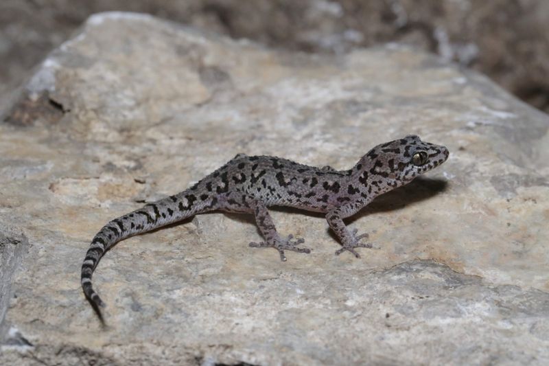Midnight Wanderer Finally Spotted