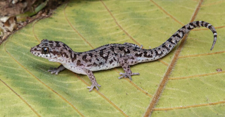 New Leaf-Toed Creature Discovered Wandering At Night In Cambodia