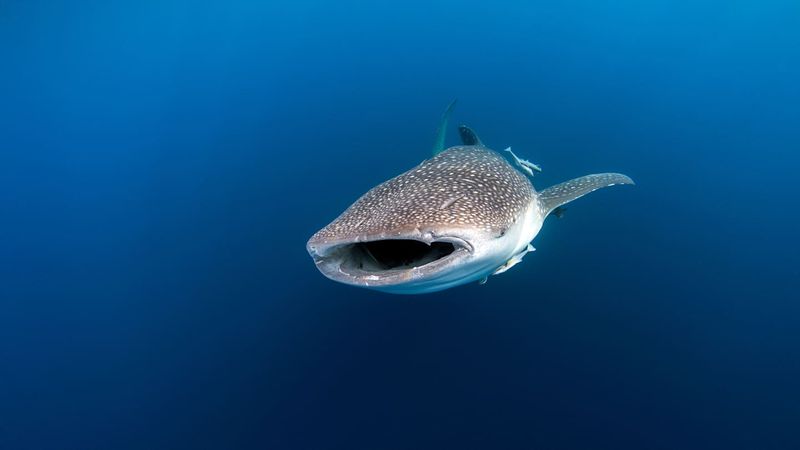 The Launch Of The Marine Organismal Body Size Database