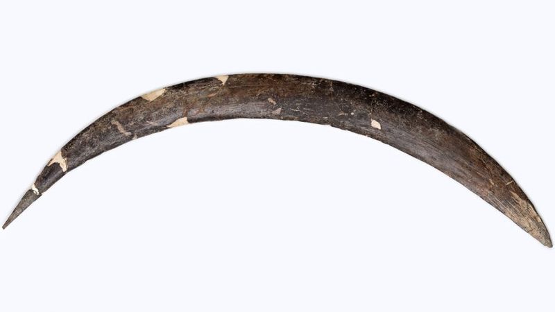 Uncovering The Oldest Known Boomerang In Europe