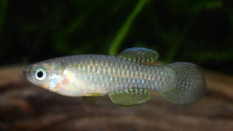 New Species Of Large-Eyed Creature With Gem-Like Pattern Found In Pond