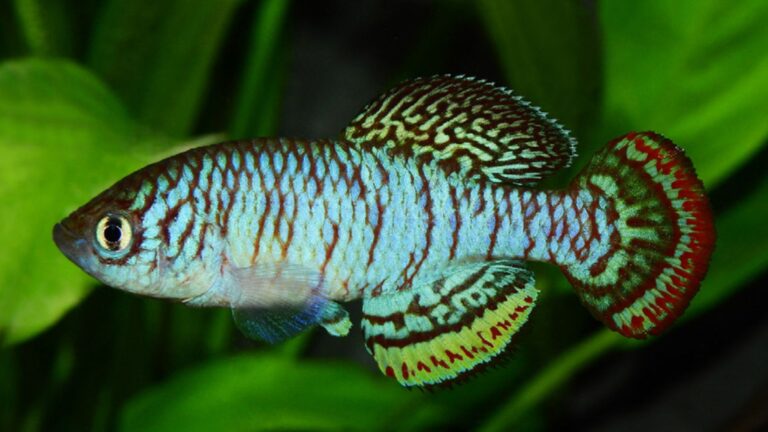 New Yellow-Eyed 'Rainbow' Species Discovered In Temporary Pond