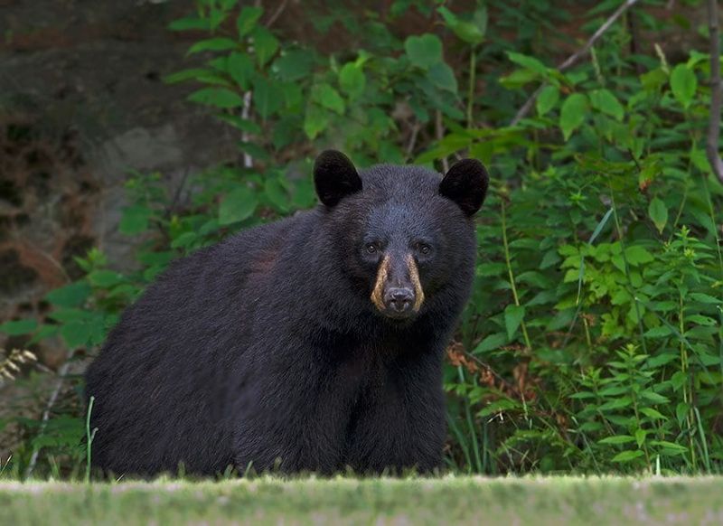 New York's Adirondack Giants