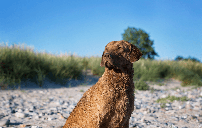 Chesapeake Bay Retriever