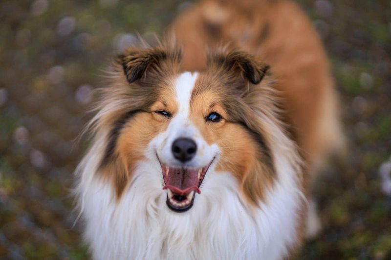Collies: The Lassie-Like Loyal Protectors