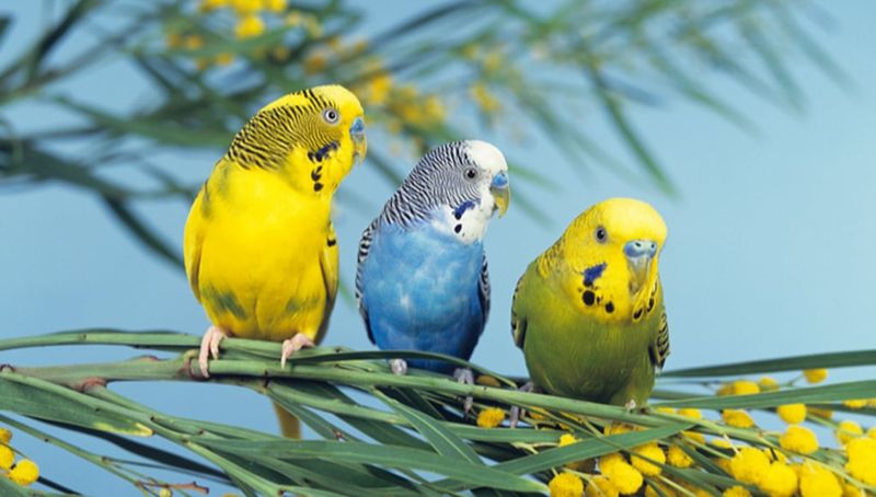 Budgerigar: The Backyard Companion
