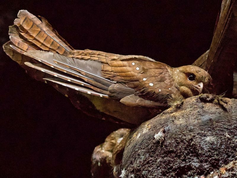 Oilbird: Leafy Caves And Cliff Nests