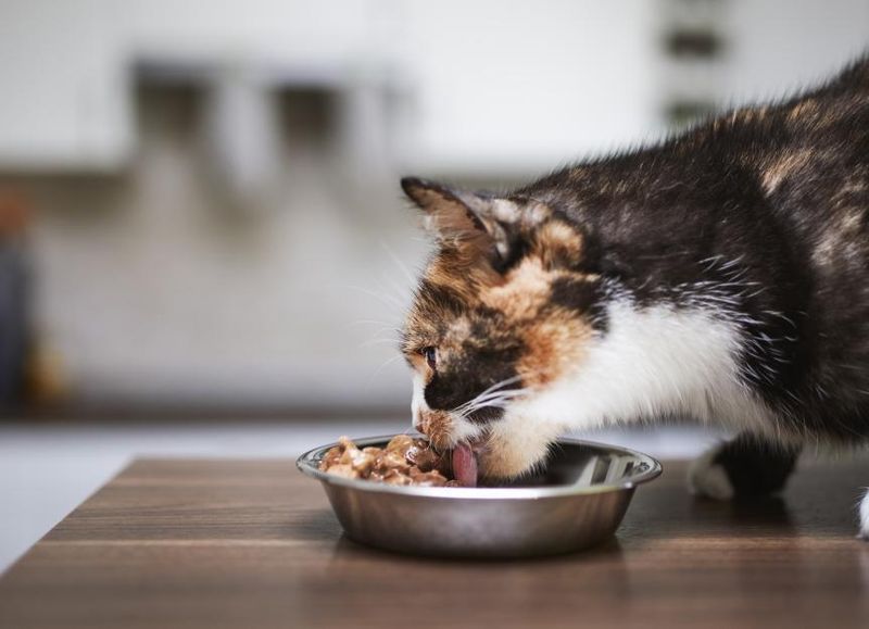 Finicky Eating Habits