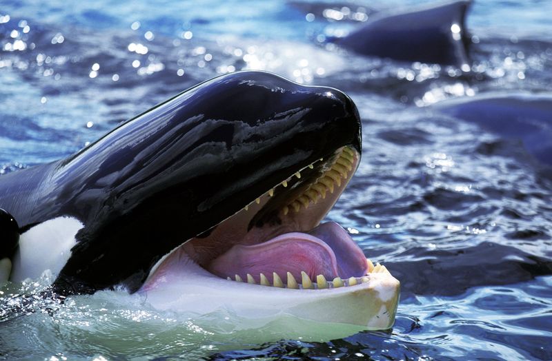 Orca – The Ocean's Tactical Biter