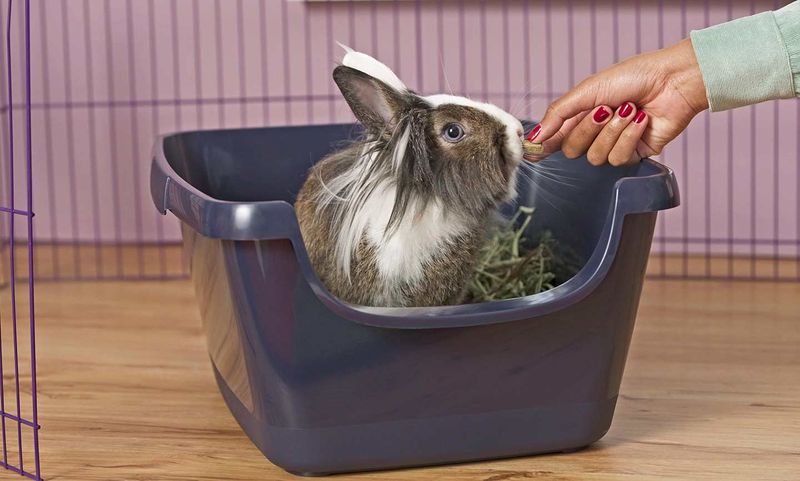 Naturally Clean Animals