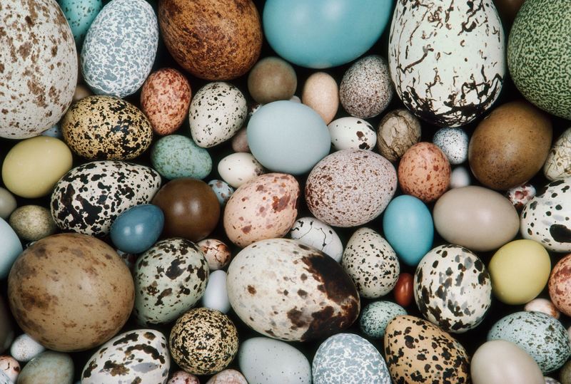 Egg Advantage