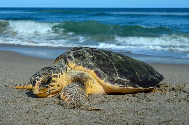 Beach Bonfires And BBQs Pose Hazards