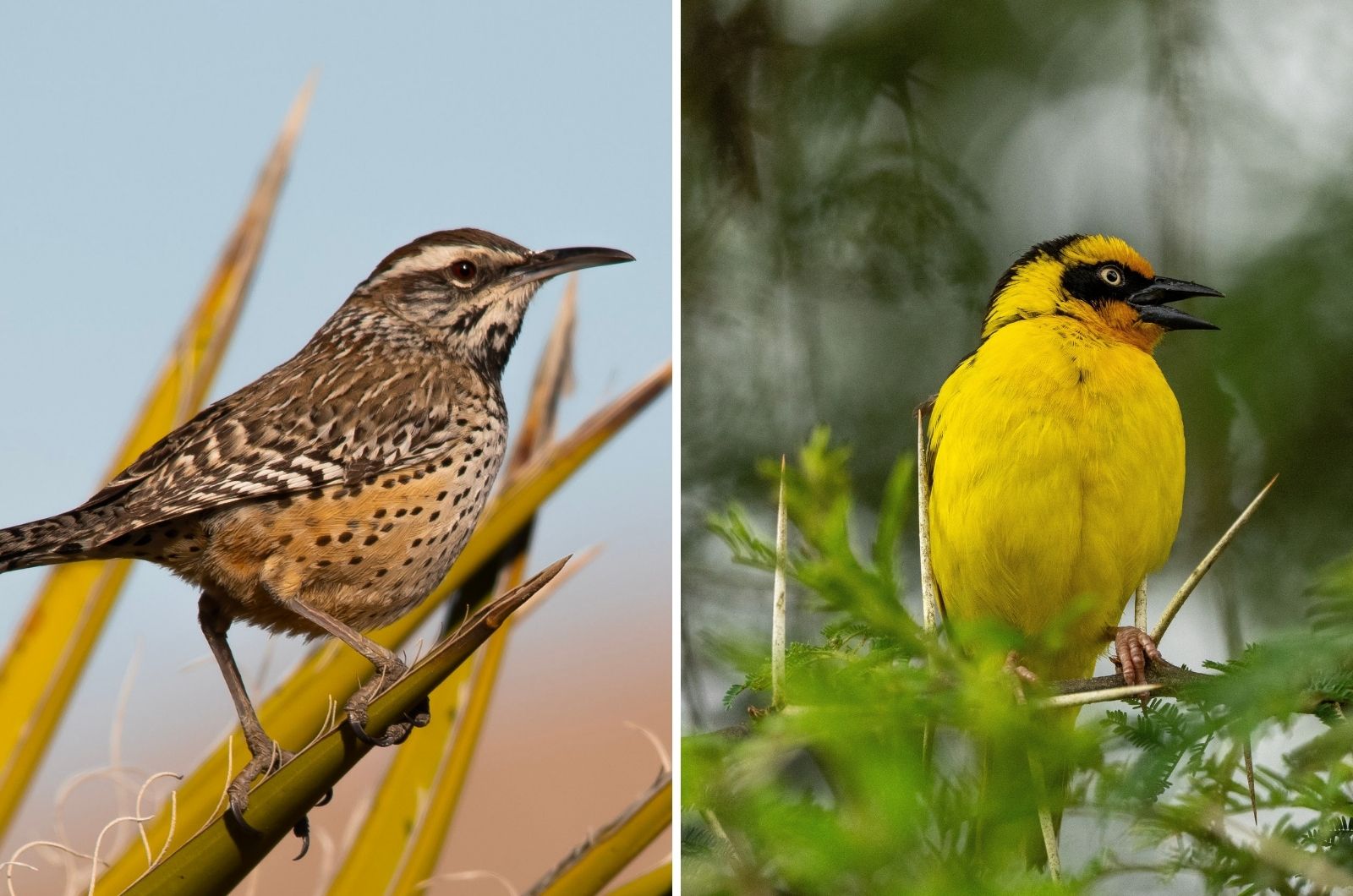 North American Cactus Wrens And African Weavers