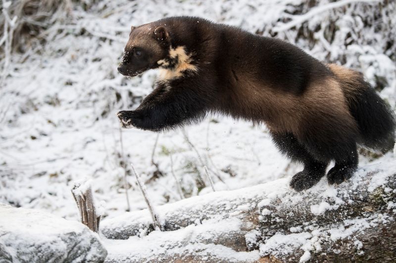 Wolverine