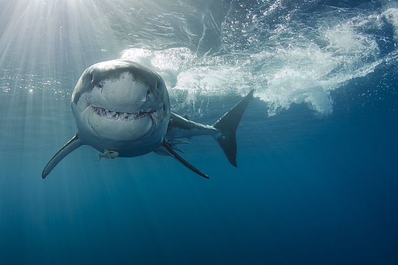 North Carolina's Emerging Shark Zones