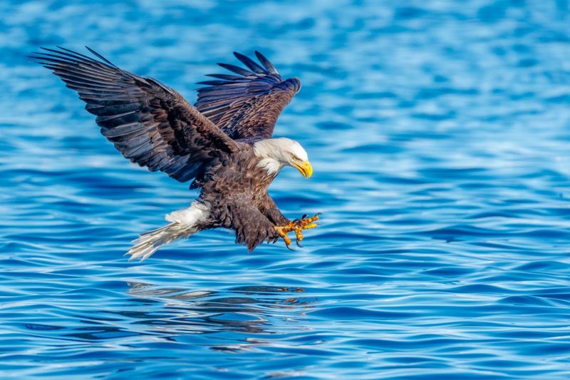 Cleaner Waterways And Conservation Efforts Have Helped Eagles Rebound