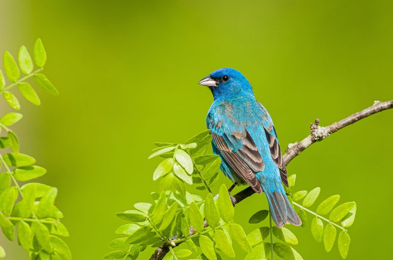 Indigo Bunting