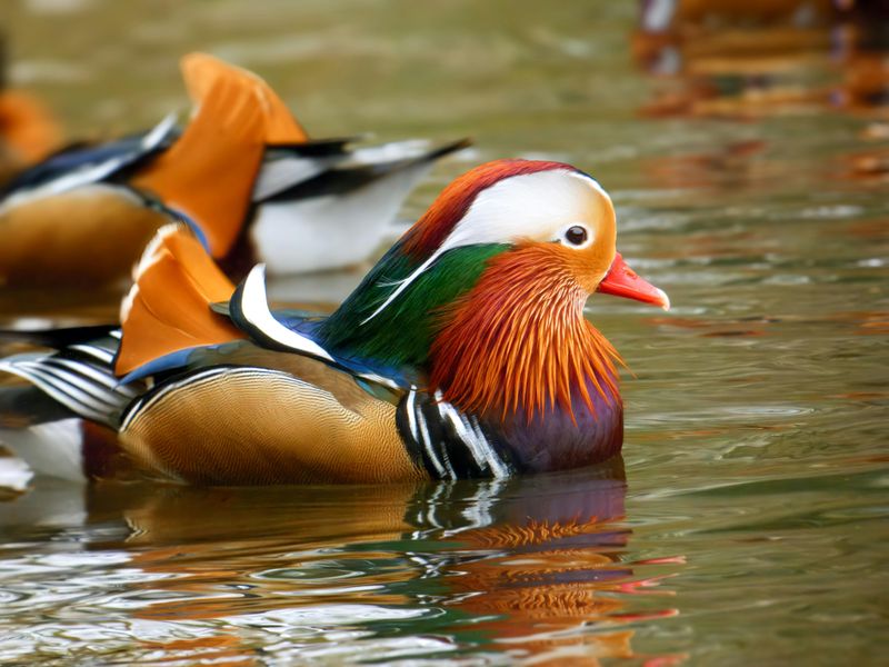 Mandarin Duck: Nature's Floating Painting