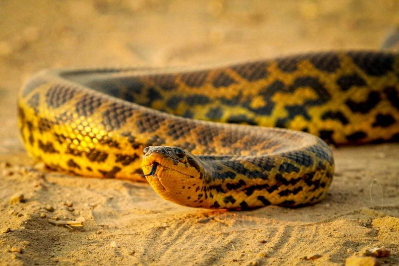 Yellow Anaconda (Eunectes notaeus)