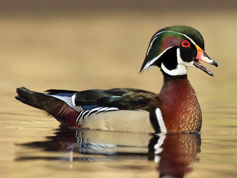 Wood Ducks