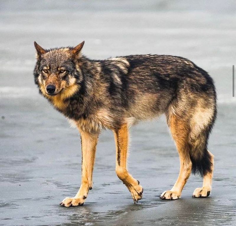 British Columbian Wolf – The Coastal Titan