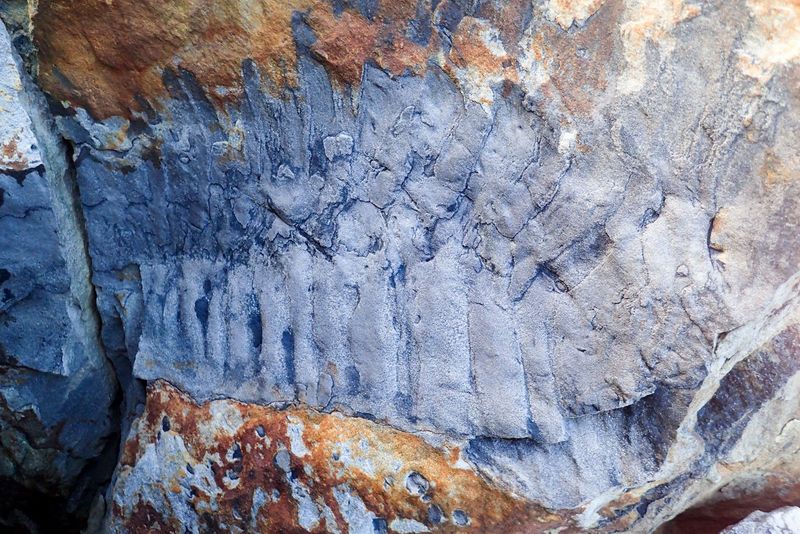 Ancient Earth Pioneers