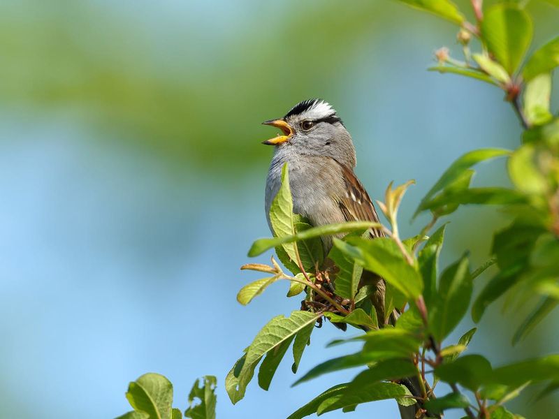 Dialects Exist Among Bird Populations