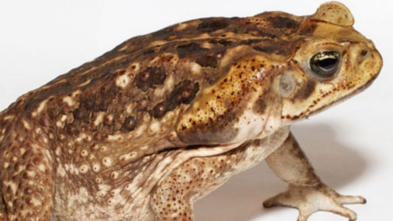 Cane Toads
