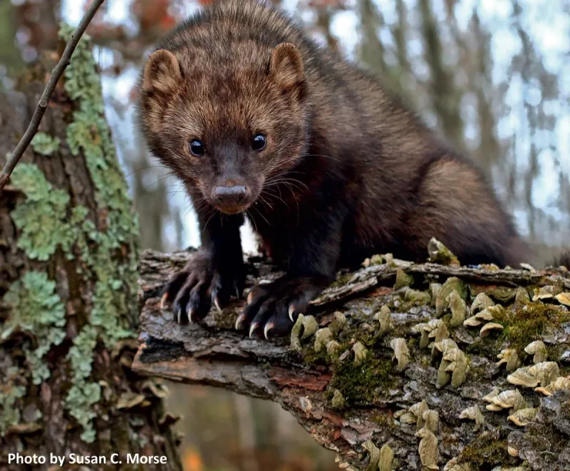 What This Sighting Means For Future Wildlife In Iowa