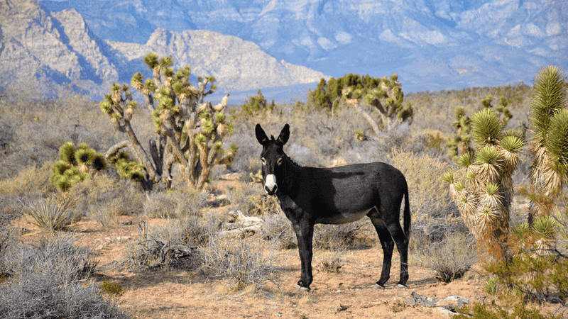 A Global Presence In Harsh Habitats