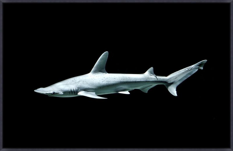 Overfishing And Bycatch Pose Serious Threats