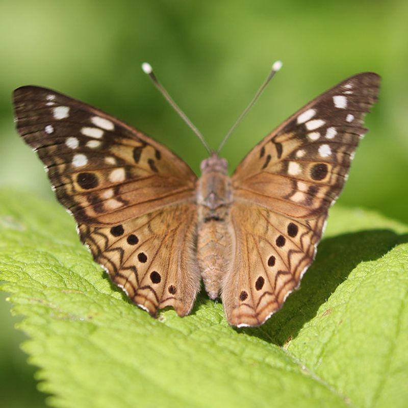 Check For White Spots Near The Wingtips