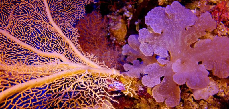 Gorgonian Coral