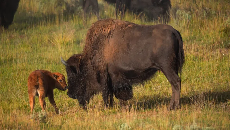 Bison Tracks Enhance Trails