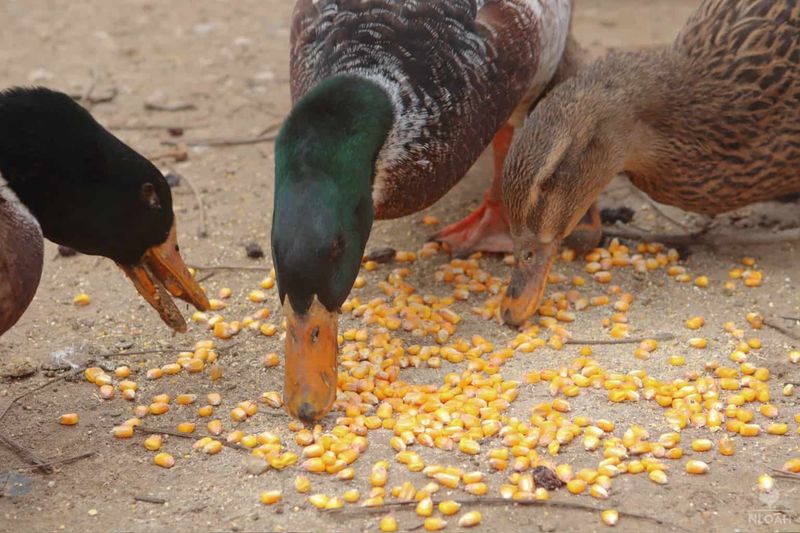 Corn