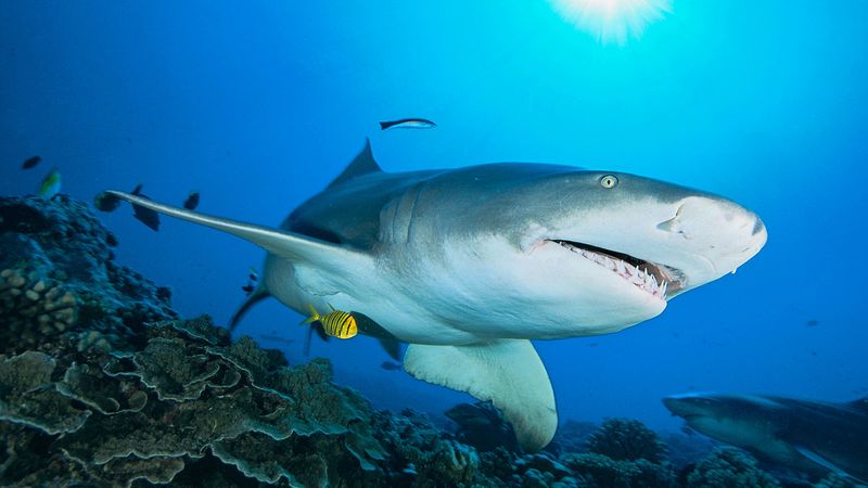 Spiracles Are Reduced In Active Sharks