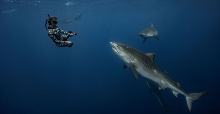 Ocean Ramsey’s Shark Tips For Beginners: Everything You Need To Know Before Your First Dive