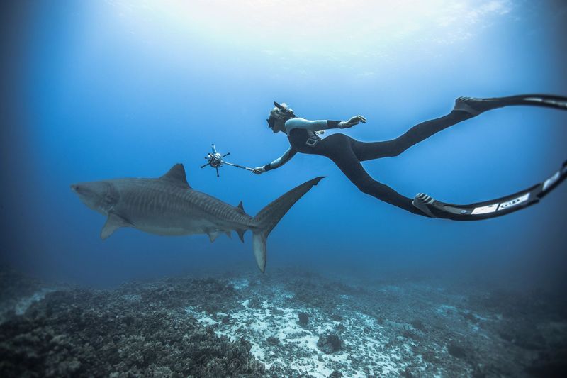 Understand Shark Body Language