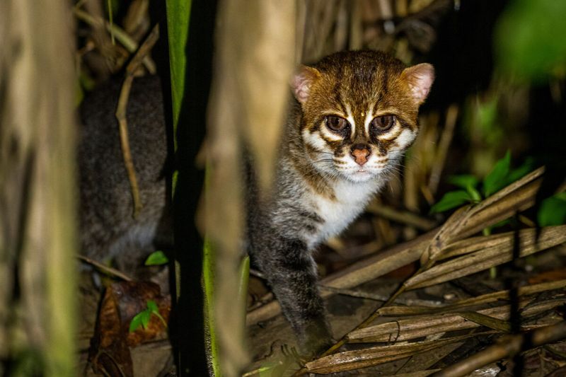 Flat-headed Cat's Underwater Clicks