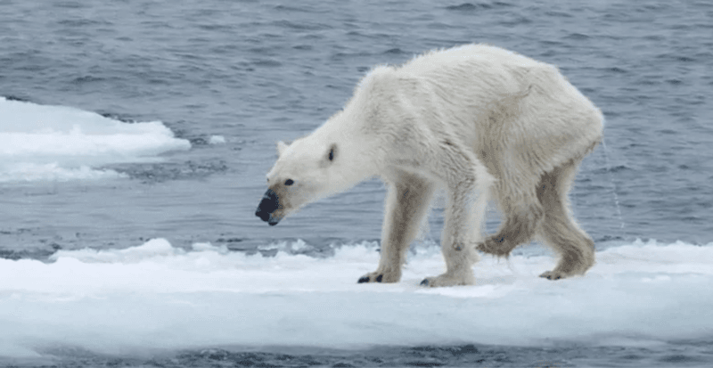 Polar Bear