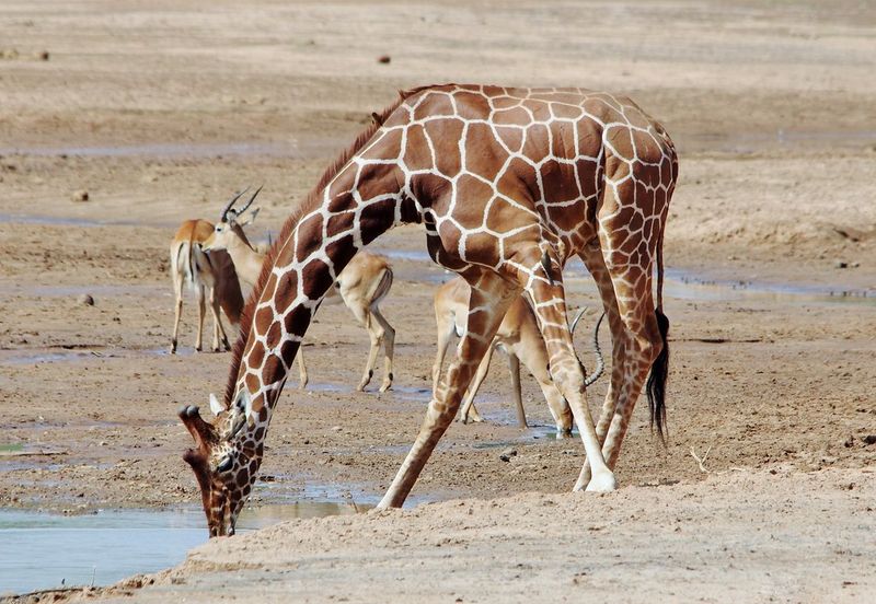 Giraffe