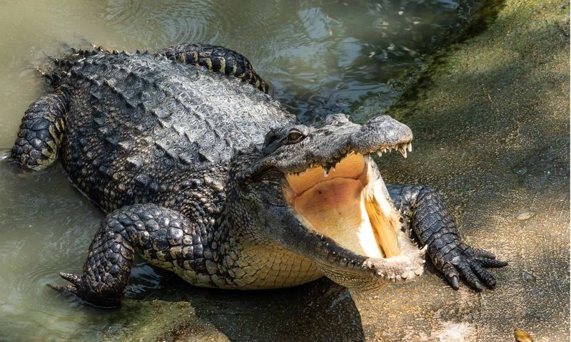 Crocodiles' Calculated Patience