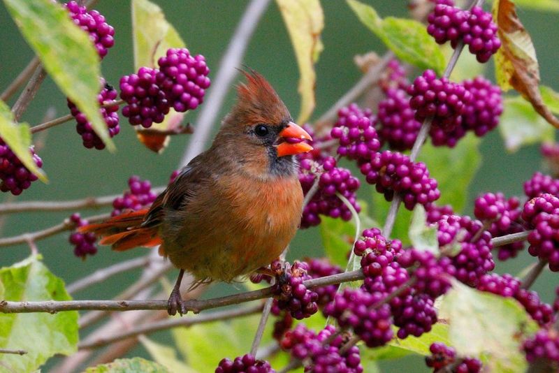 Plant Native Bird-Friendly Trees